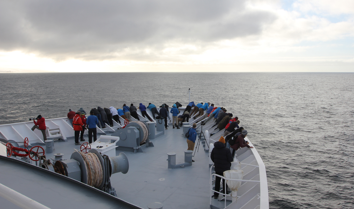 Whales Off The Bow In Antarctica