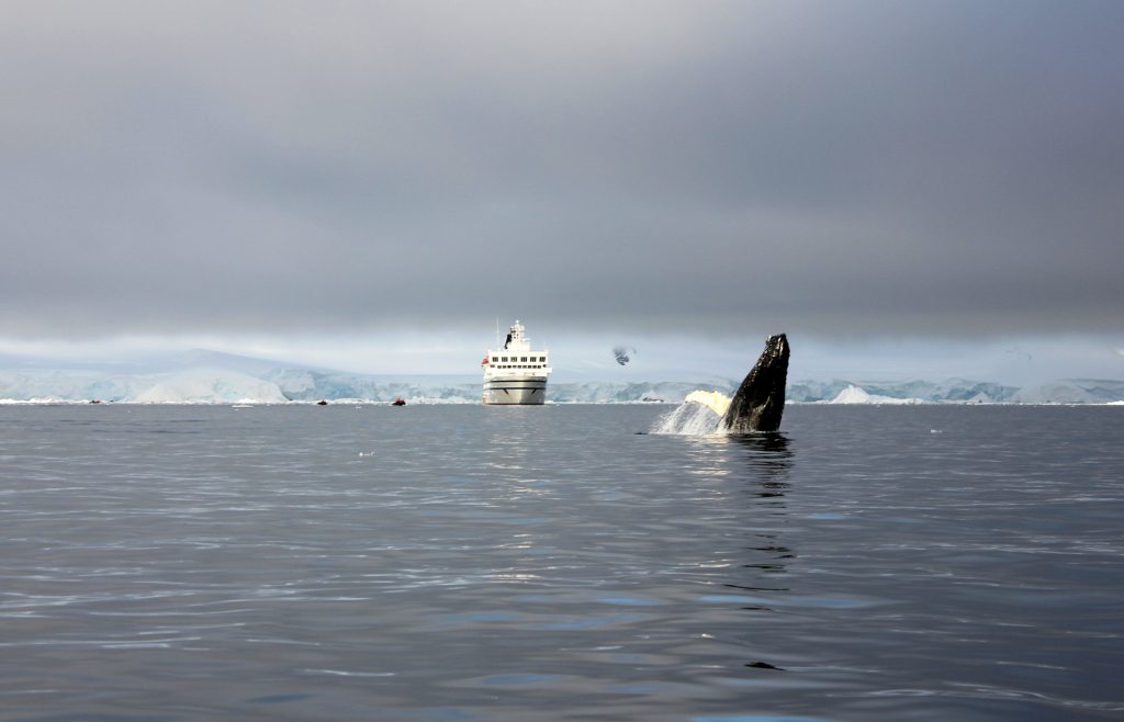Whales in Antarctica