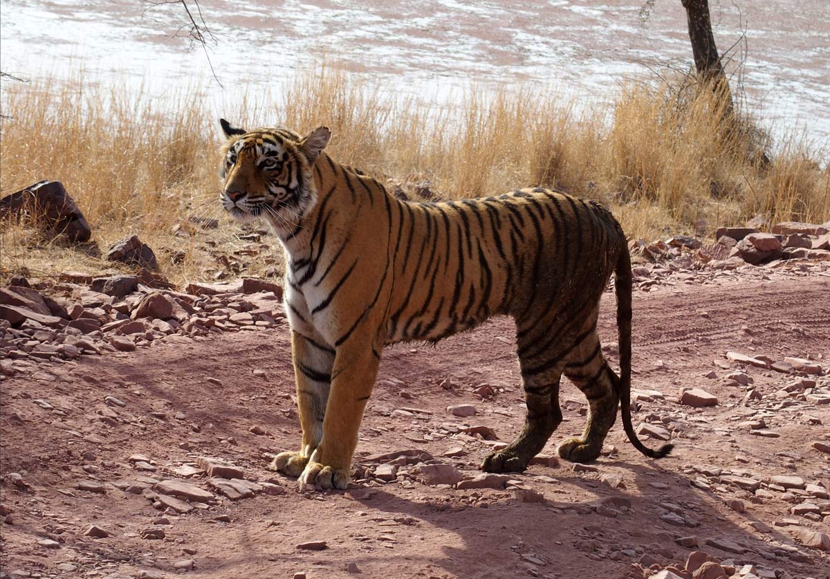 Tiger in India