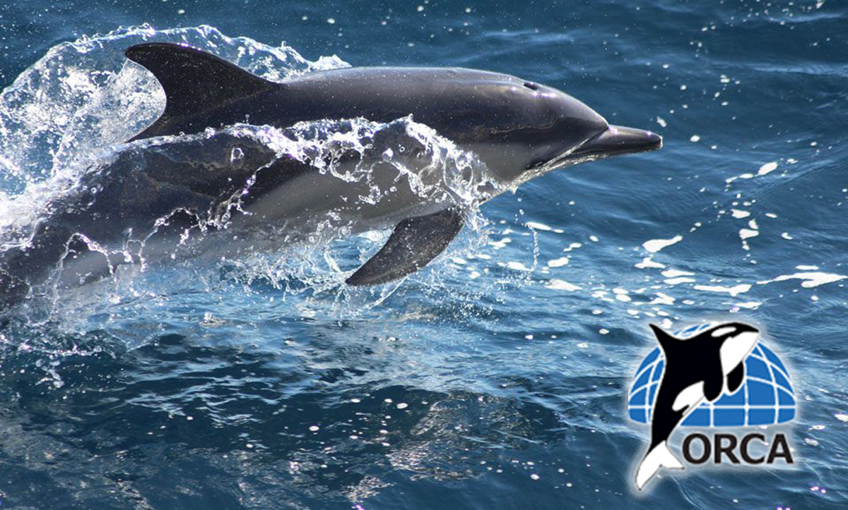 ORCA - UK BAsed cetacean charity