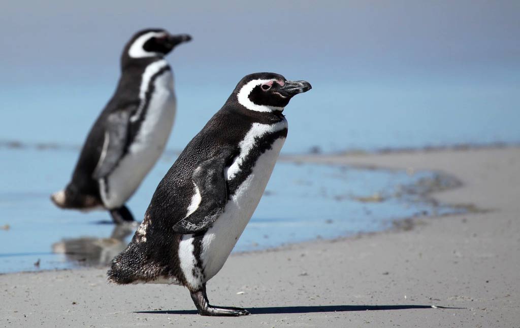 Magellanic Penguins