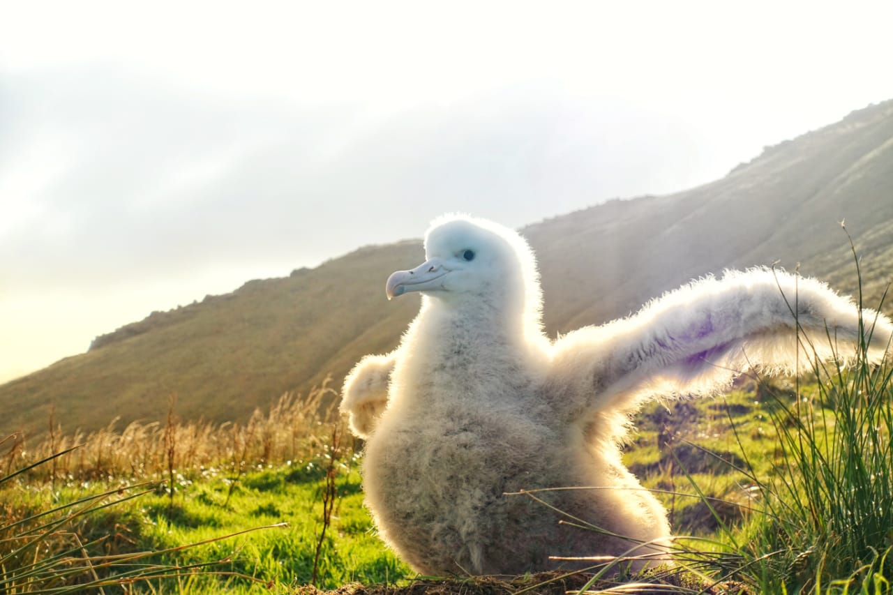 A Tristan Albatross Chick