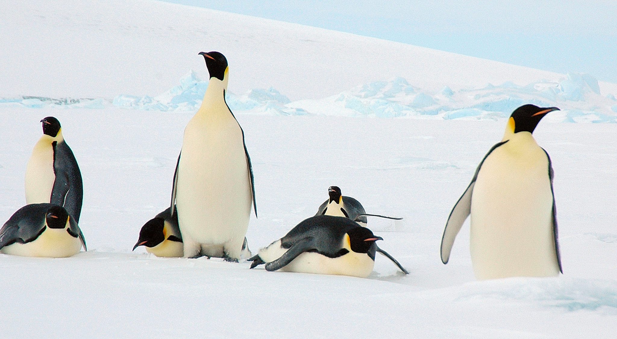 emperor penguin