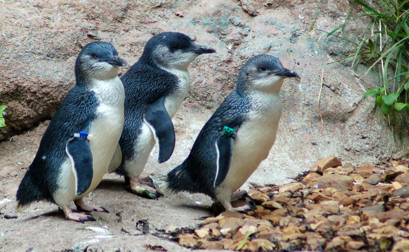 Fairy Peguin