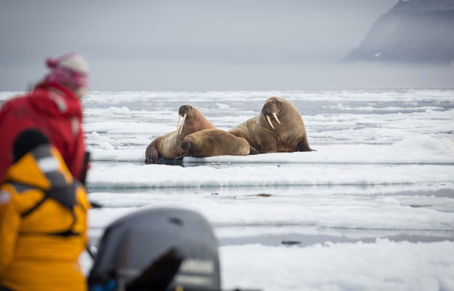 Walrus in the high arctc