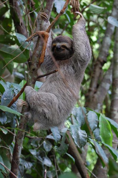 sloths in costa rica
