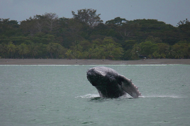 whale watching in costa rica